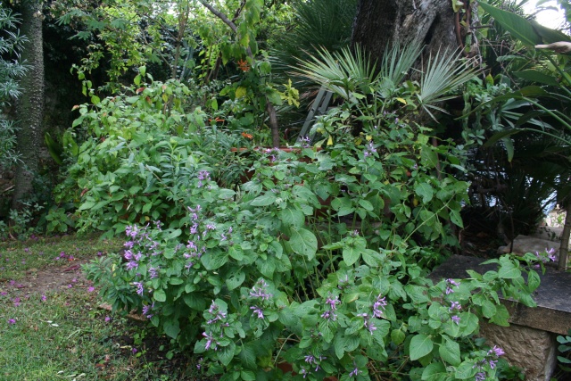 Hypoestes aristata , une automnale sympa Autour12