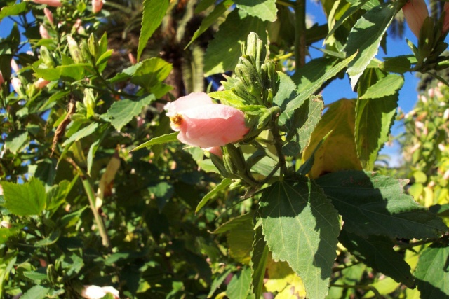 Malvaviscus arboreus, un Hibiscus des mauvaises périodes Ballad10