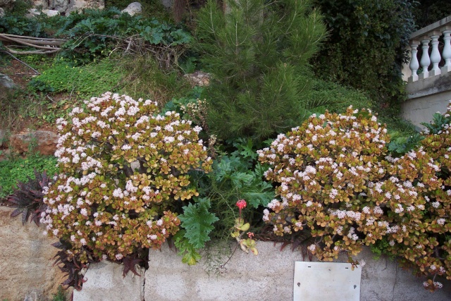 Crassula Beauso10