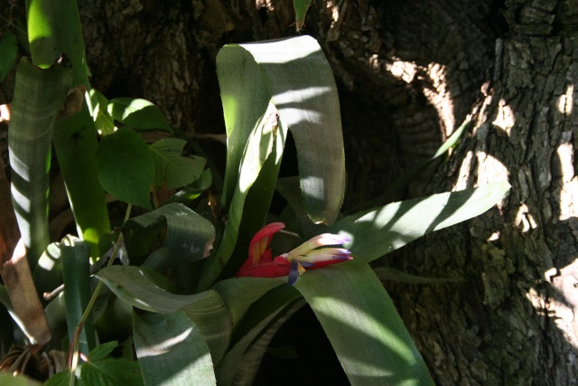 Billbergia buchholtzii, mon Bilbergia de Noel Bilber10