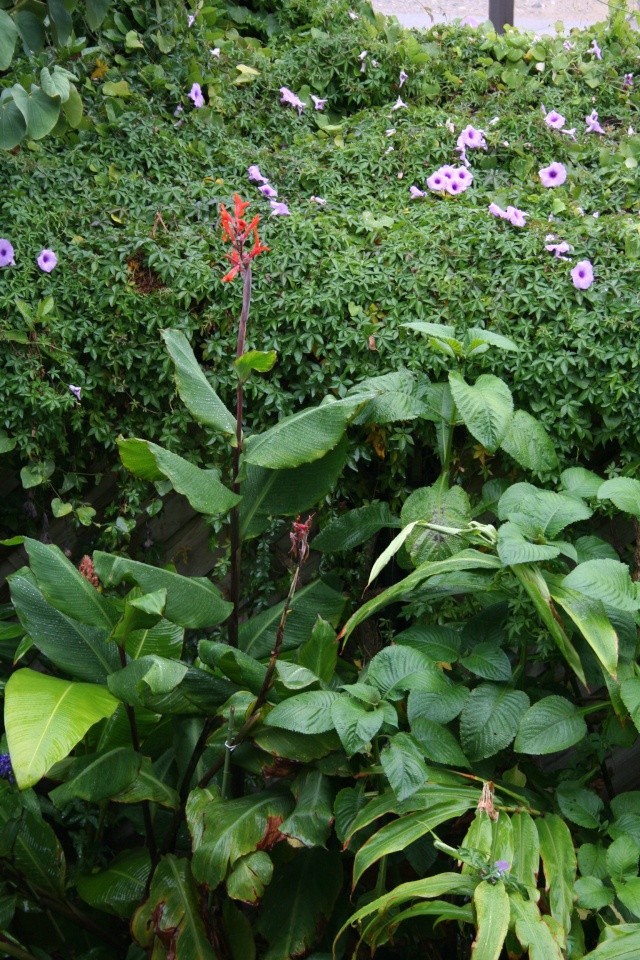 Canna edulis devenu géant Canna_10