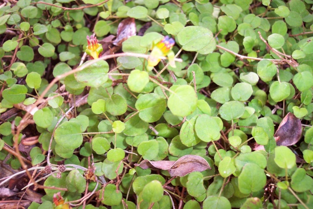 Fuchsia procumbens Chez_m10