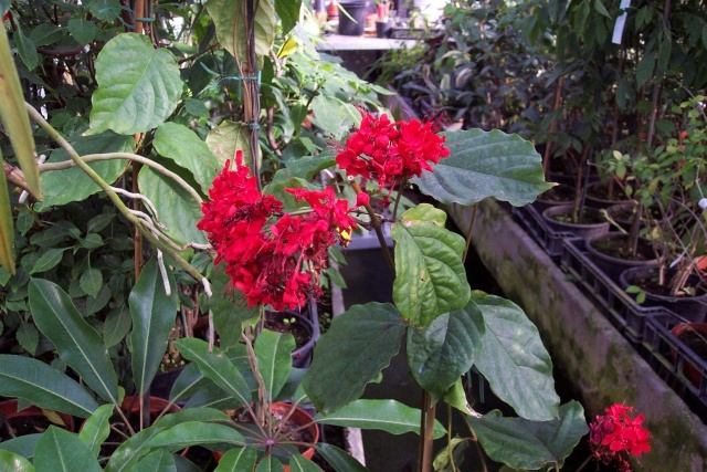 Clerodendrum splendens Chez_n12