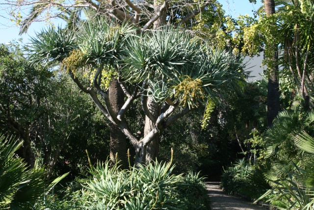 Dracaena draco, un vieux sujet remarquable Dracae10