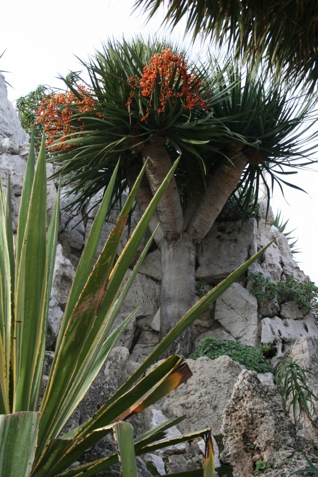 Dracaena draco, un vieux sujet remarquable Dracae12