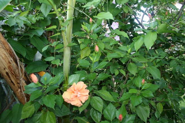 Les dernières fleurs d'hibiscus Hibicu10