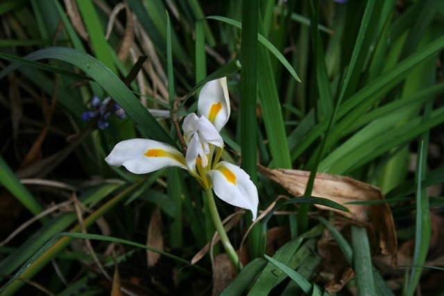iris unguicularis Iris_u15