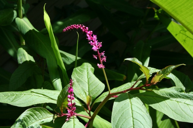 Phytolacca rivinoides Phytol10