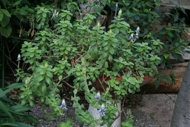 Plectranthus ornatus, à avoir Plectr13