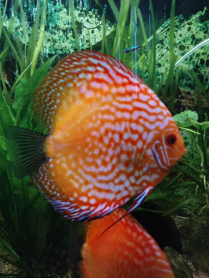 mes discus Dsc00011