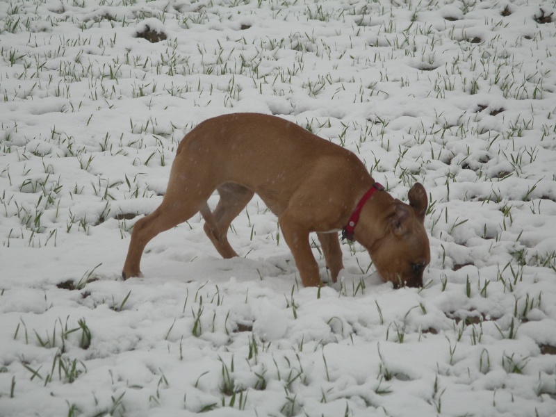 Dynee [American Staffordshire Terrier] Imgp1212