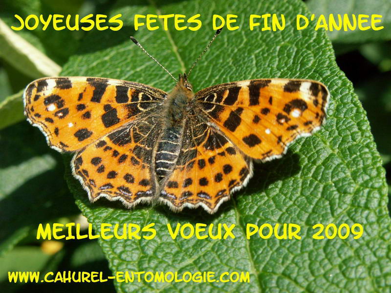 Joyeuses fêtes à tous Voeux_10