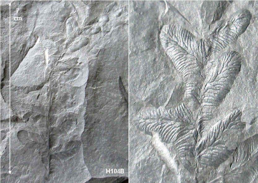 Alethopteris Sternberg 1825. 104b10
