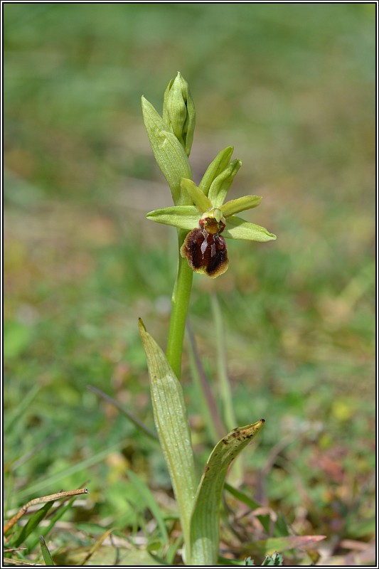 Ophrys aranifera Ophrys10