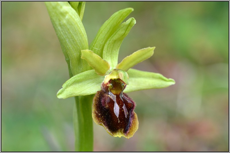 Ophrys aranifera Ophrys11