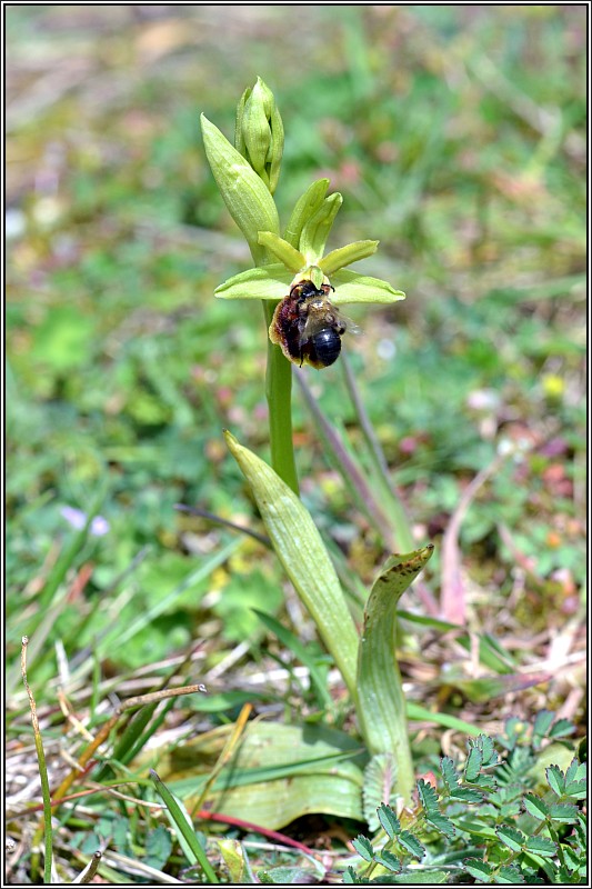 Ophrys aranifera Ophrys12