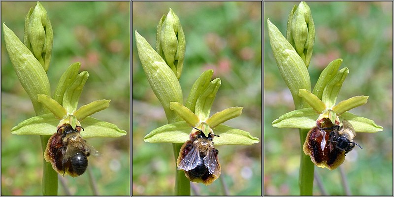 Ophrys aranifera Pseudo10