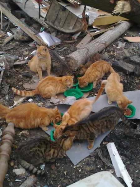 15 chats sur le camp des roms ! help!!! vite  Photo012