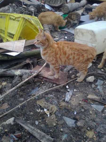 15 chats sur le camp des roms ! help!!! vite  Photo013