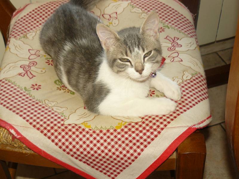 Inox - chaton mâle né le 22 avril 2013 (adopté par valérie) P1060410