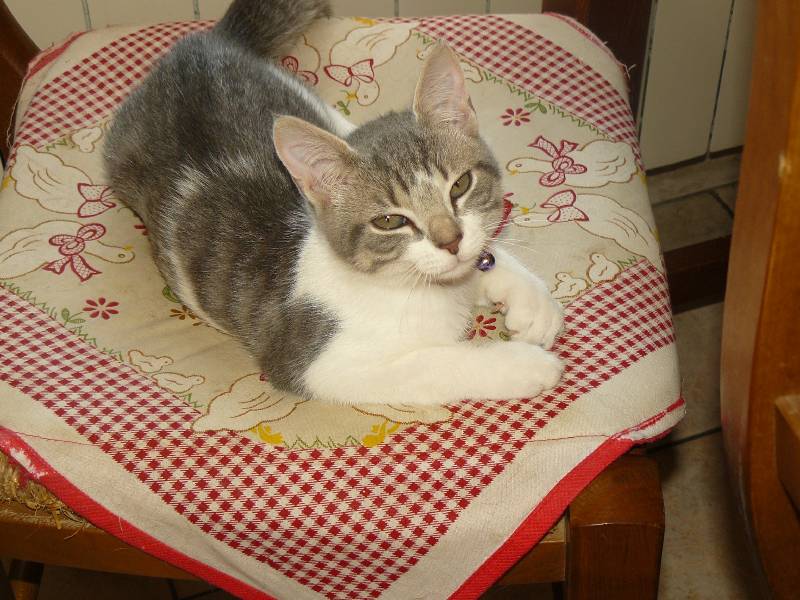 Inox - chaton mâle né le 22 avril 2013 (adopté par valérie) P1060411