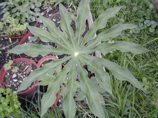 Arisaema consanguineum 'Vert' Arisae10