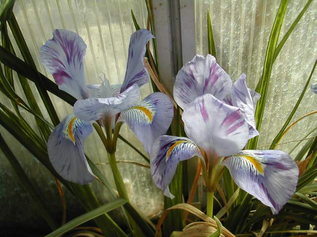 Iris unguicularis Dscn4110