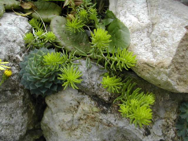 Sedum reflexum 'Angelina' Sedum_10