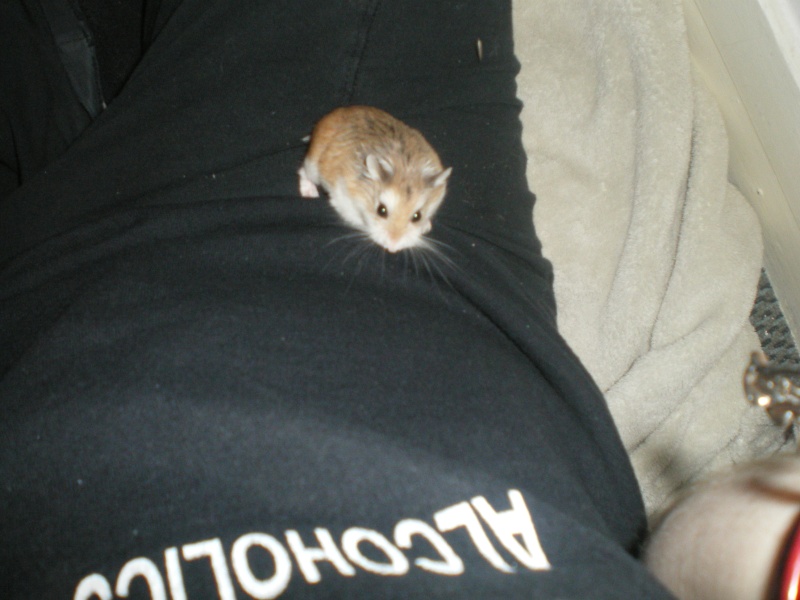 Crunch hamster roborowski femelle adopte par Ange_Blanc Ham_3710