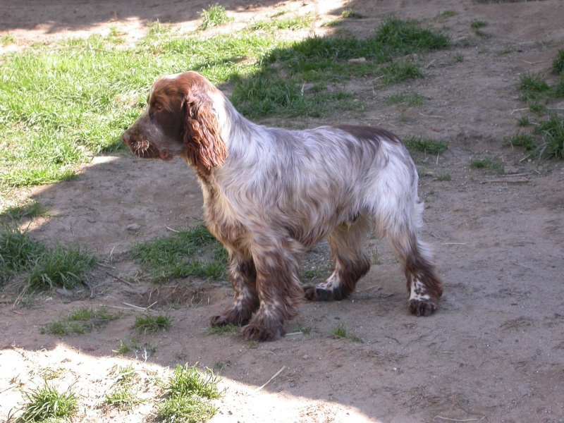 Pépère cocker anglais male choco et blanc 6 ans dpt 04 Papare11