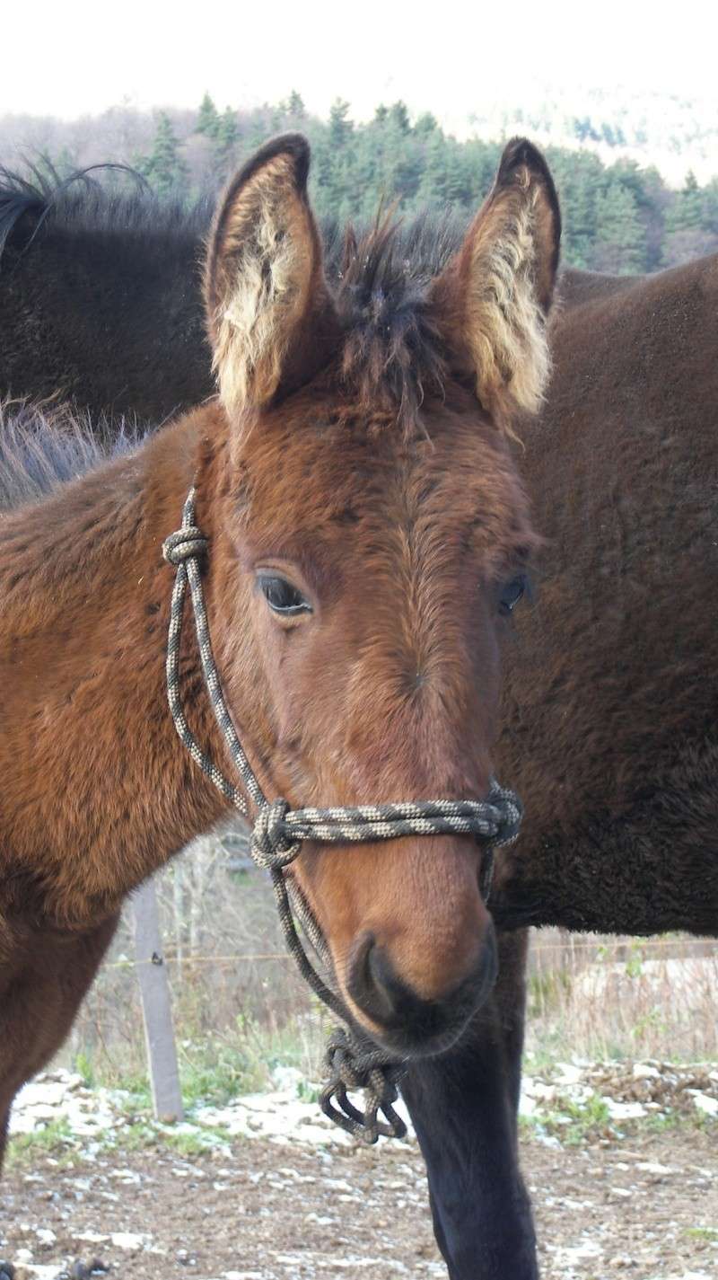 Tino, muleton de 7 mois à vendre 100_1418