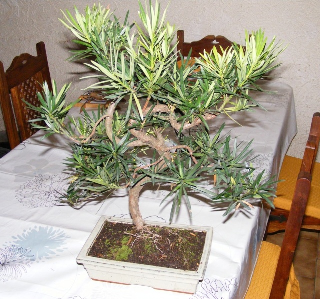 Podocarpus Dscf1211