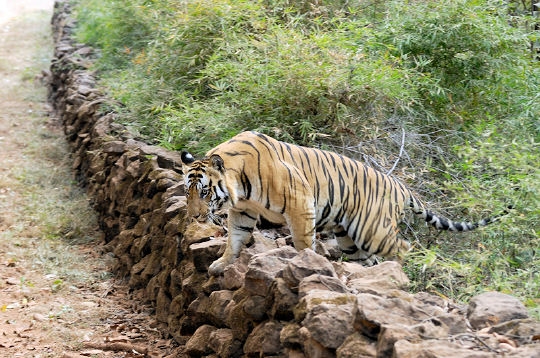 Animaux sauvages > Tigres 26-nat12