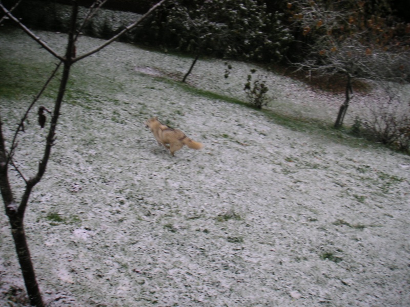 1ère neige en Dordogne Pict3619