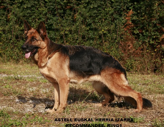 Chiots Berger Allemand LOF EUSKAL HERRIA IZARRA Copie_10