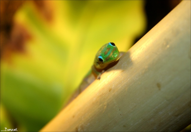 Mon couple de Phelsuma laticauda laticauda Pix__e59