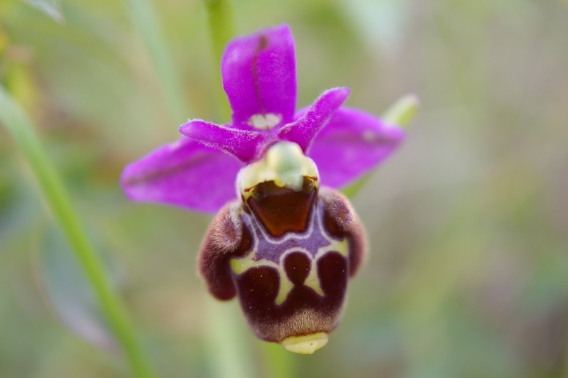 Variété sur Ophrys fuciflora/scolopax Groupe19