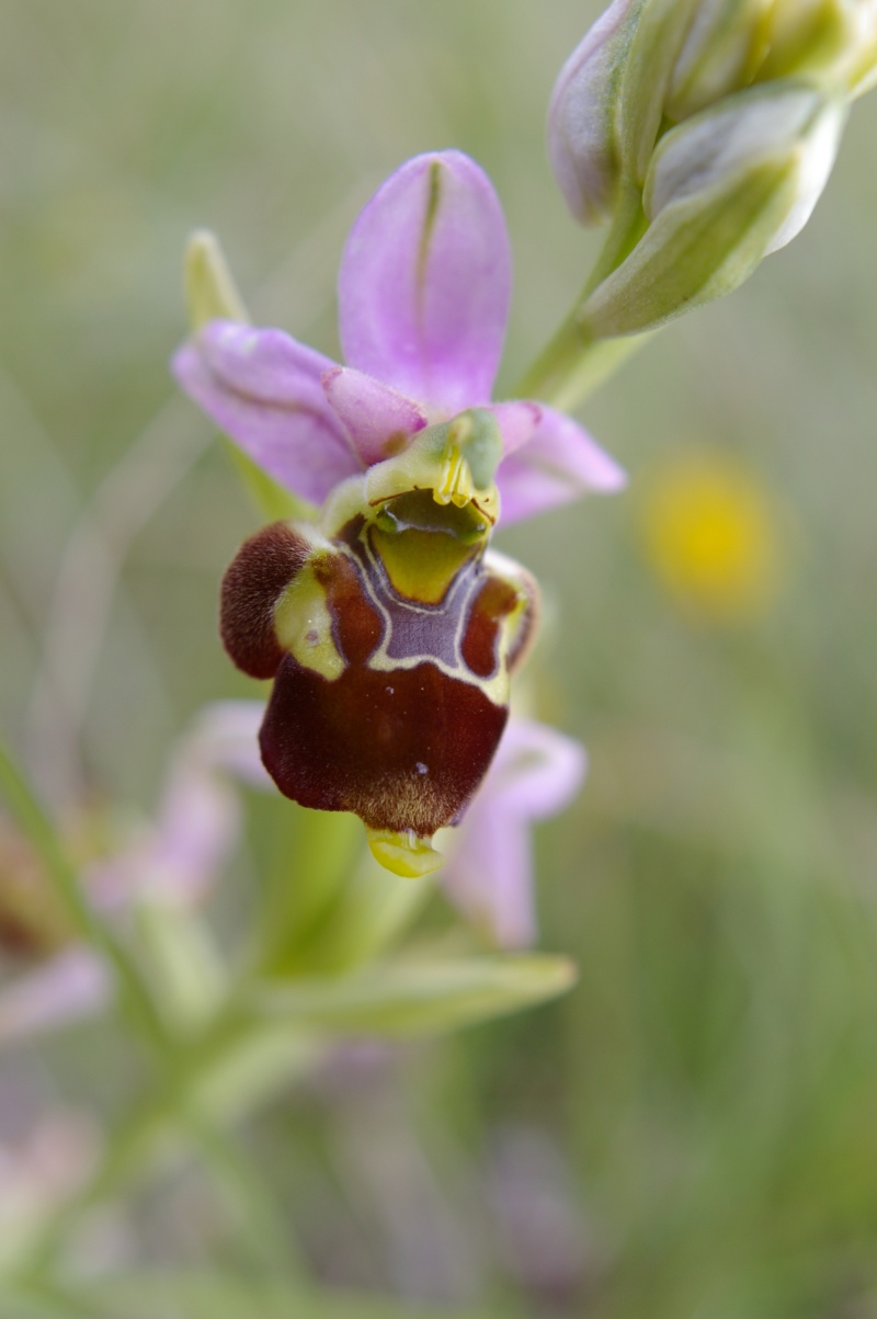 Variété sur Ophrys fuciflora/scolopax Hybrid13