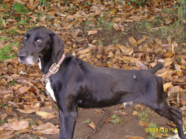 Dario - beau Lab x Braque de 9 ans - 56 Pontivy Oct08r10