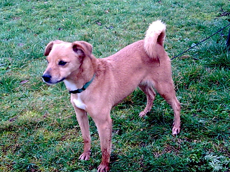 Sophie, mignonne x pinscher de 8 ans, en attente de bonheur ! Photo010