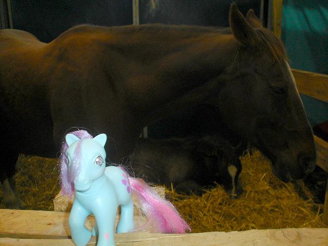 Gourmande et Wiggles au salon du cheval Equita'Lyon 2008 2610