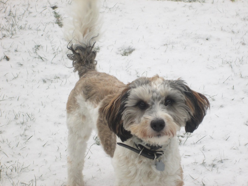 T'it Boy - x shih Tzu  - Asso Mukitza - en fa  Img_0312