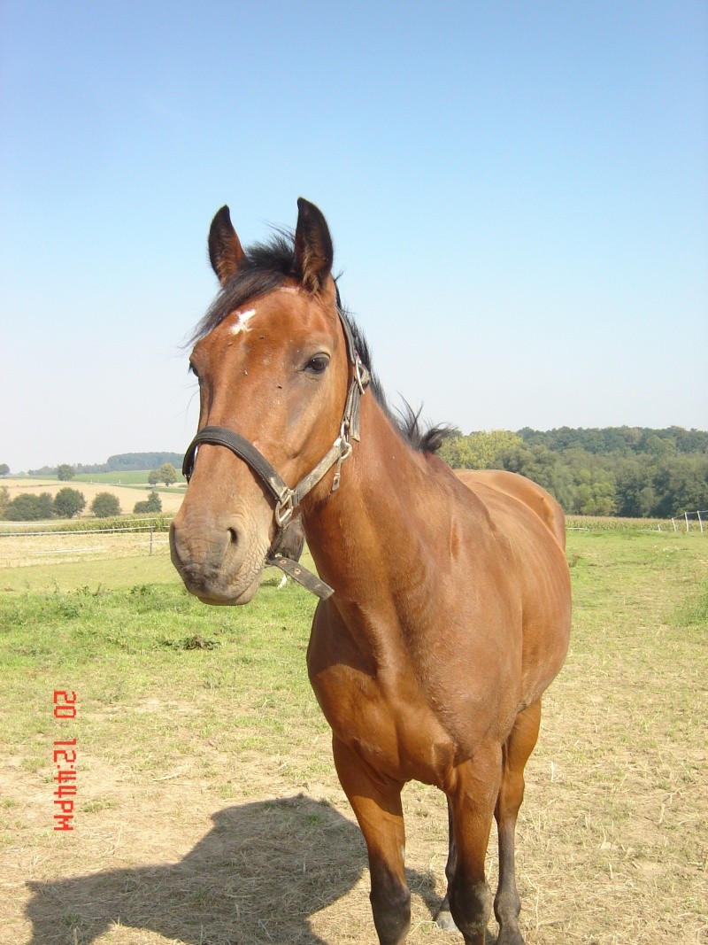 trotteur francais a vendre - Poneys, chevaux, anes - Nimo