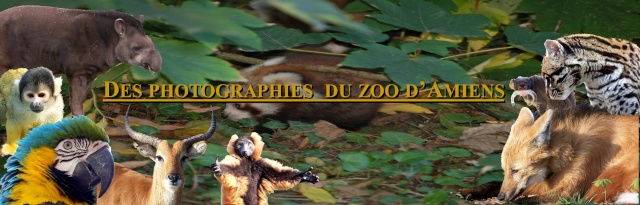 Le zoo d'Amiens