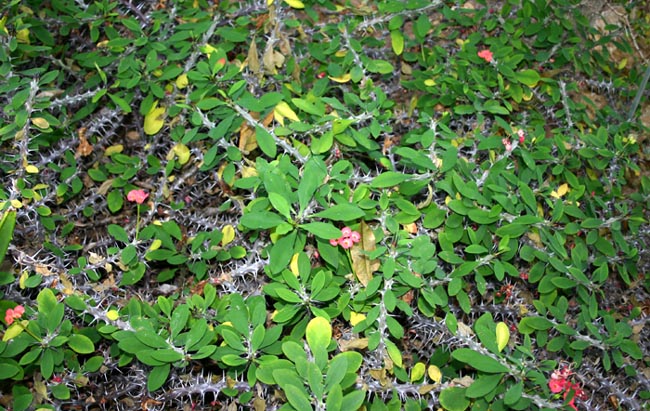 Euphorbia milli, en ce 1er janvier Img_1110