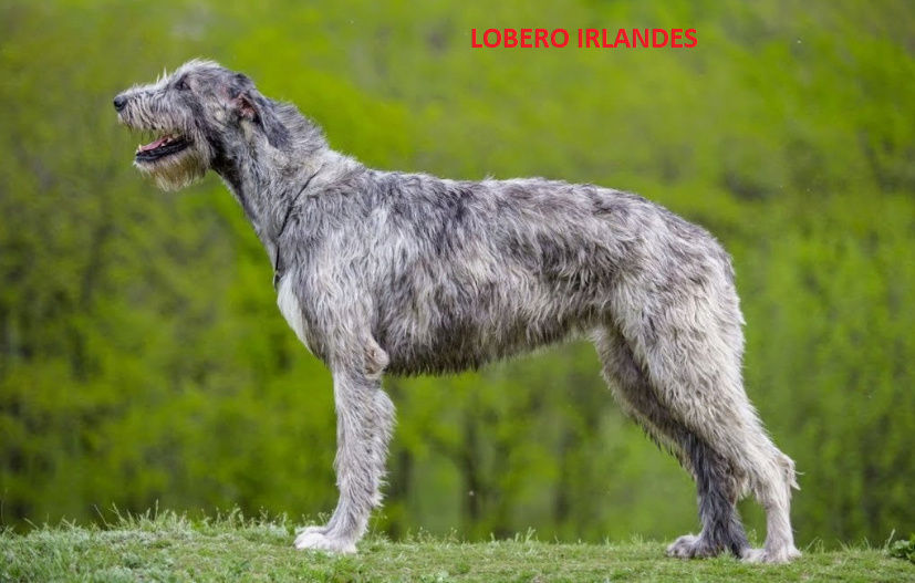 ORIGEN DEL NOMBRE GALGO CHOIQUERO Lobero10