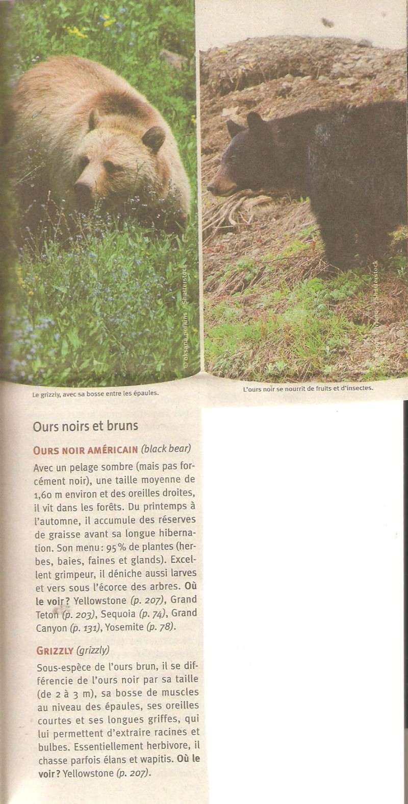 ·	Ursus arctos arctos : l’ours brun Def_ou10