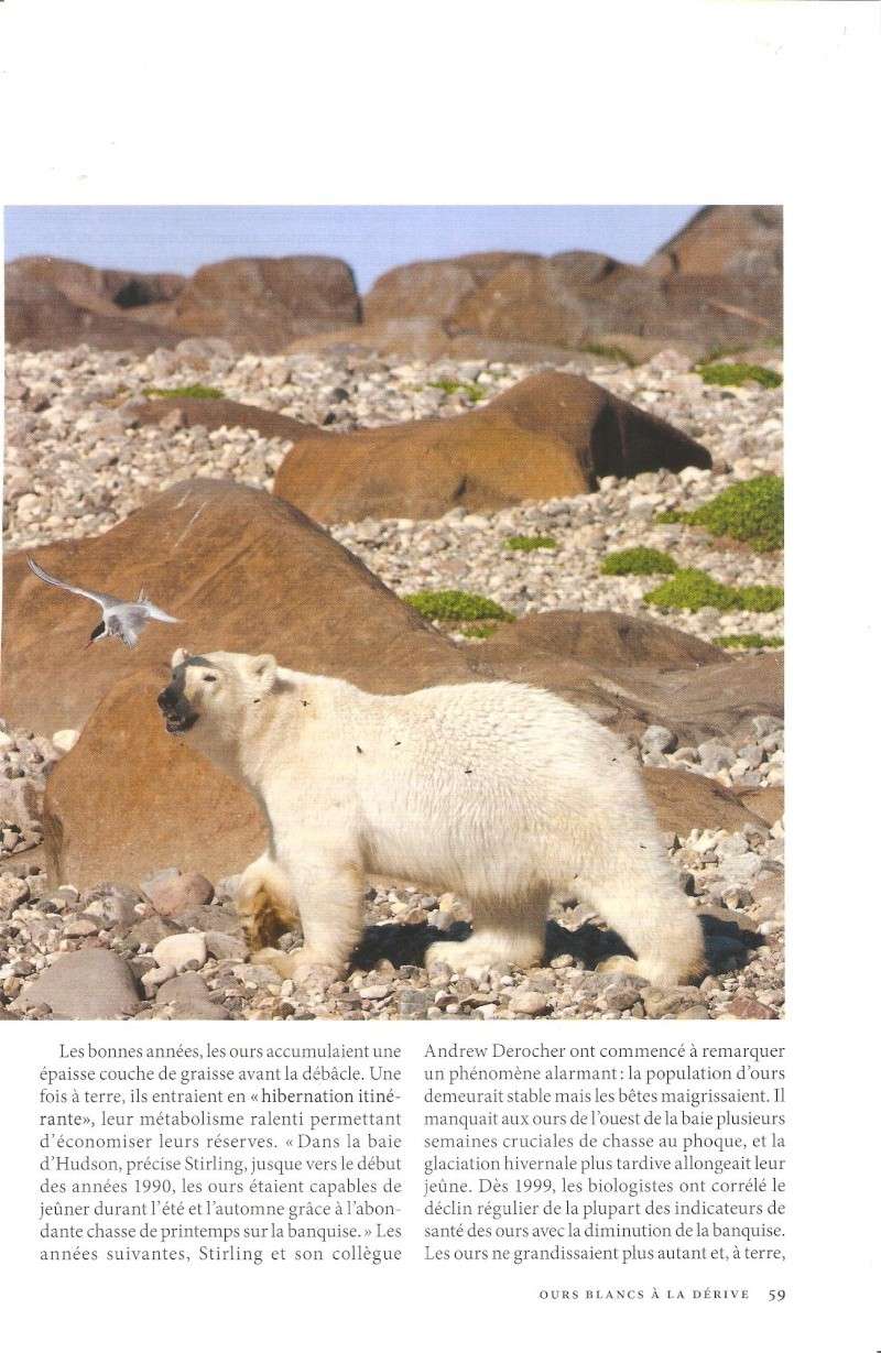 article sur l'ours blanc , national géographic juillet 2011. Nation13