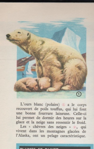 Ursus maritimus : l’ours polaire Ours_p11