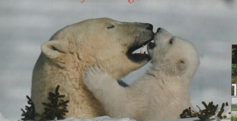 Ursus maritimus : l’ours polaire Un_our10